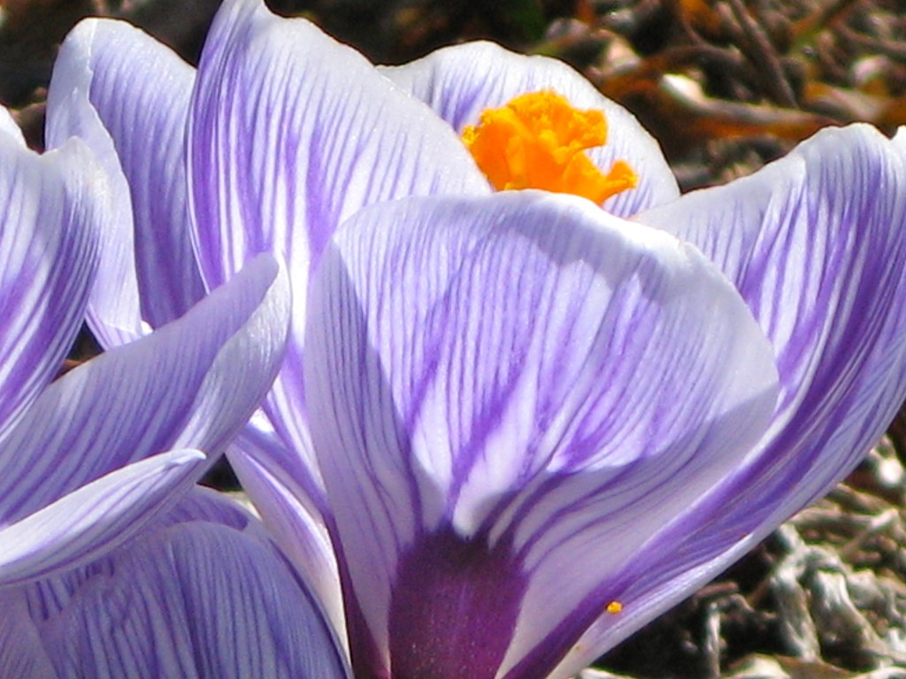 transparent crocus