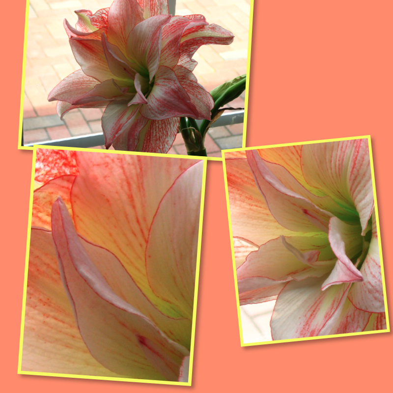 contest amaryllis