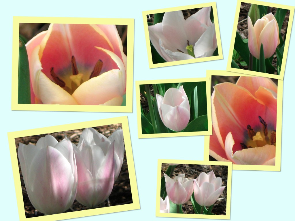 contest tulip