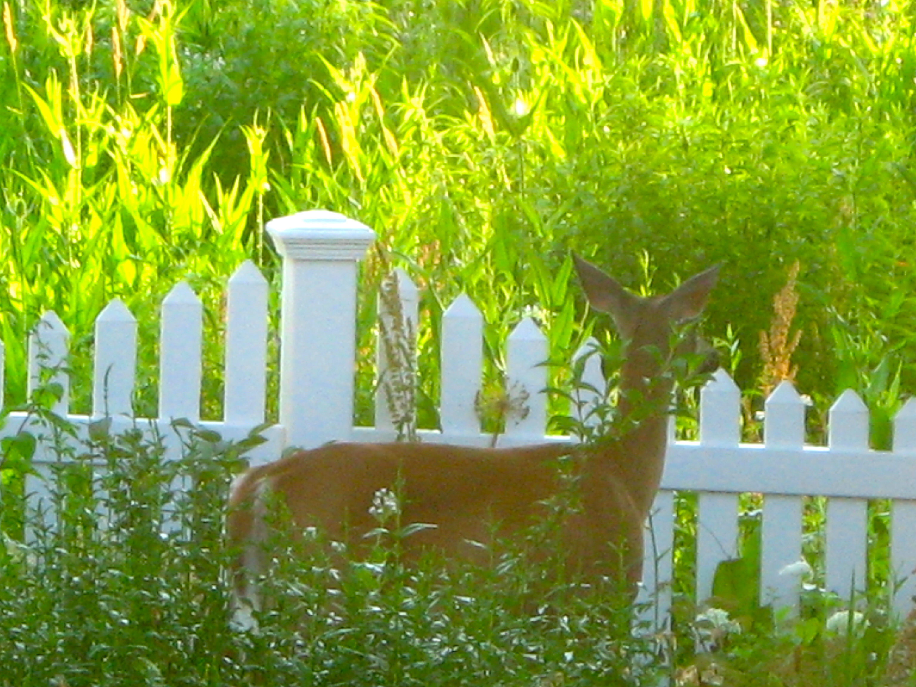 Pruning+red+dogwood+bushes