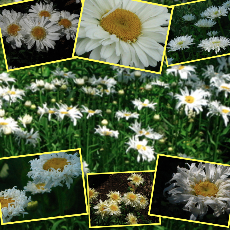 Different+types+of+daisies+pictures