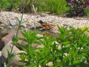 IMG_0196