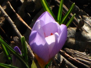 IMG_2080