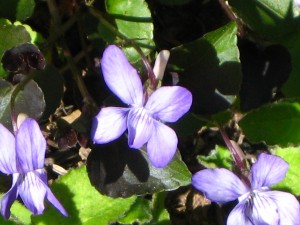 IMG_5542