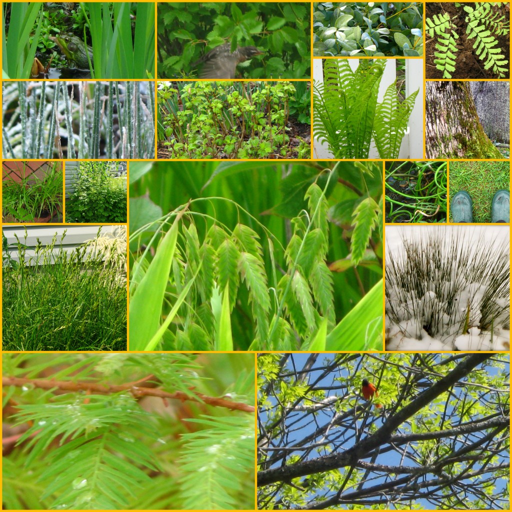 Grasses And Shrubs