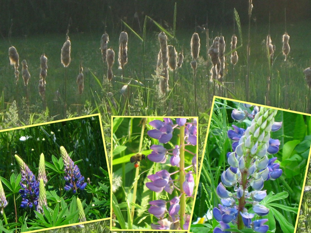 June meadow
