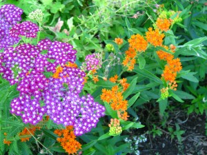 Butterfly weed with yarrow