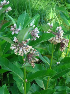 Common Milkweed in flower
