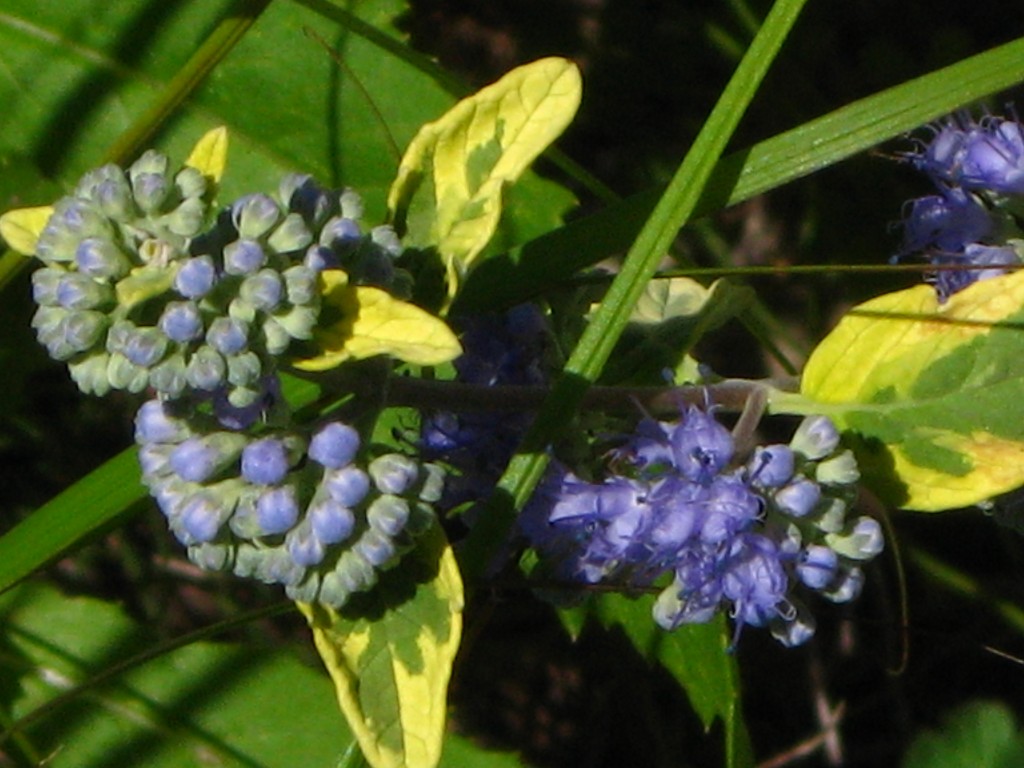 golden variegated caryopteris