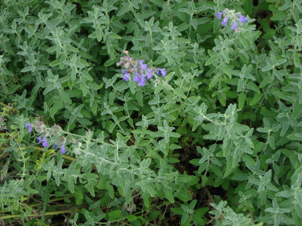 dwarf nepeta