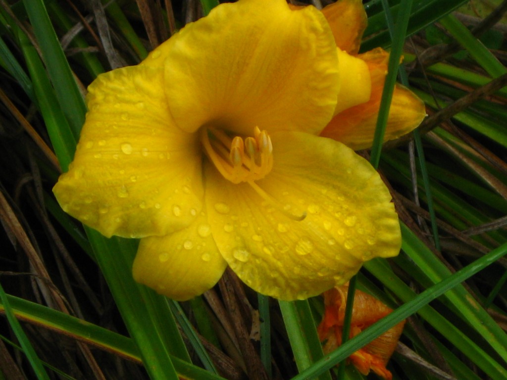 Stella D'Oro daylily