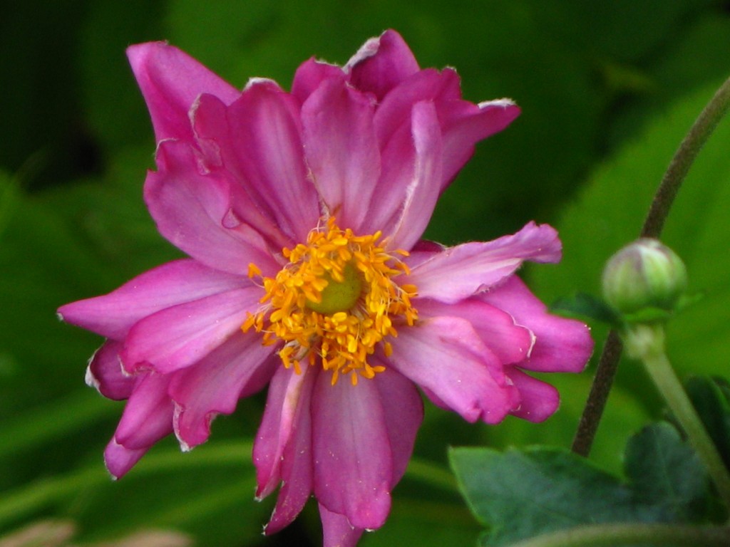 Japanese anemone