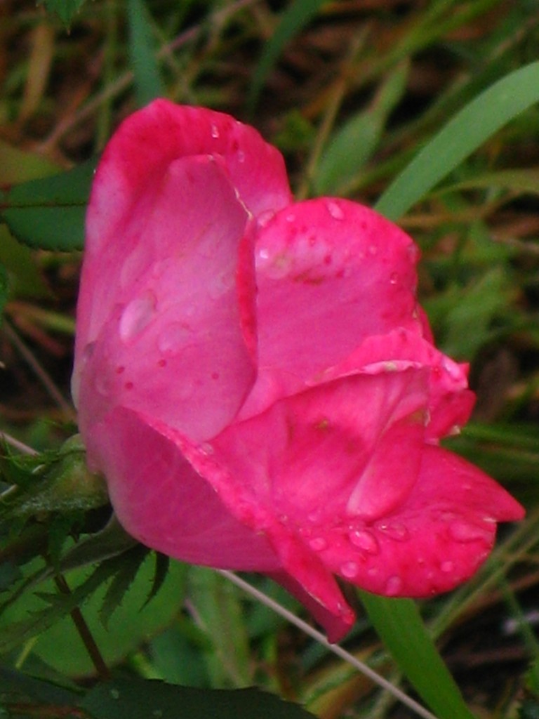 Knockout Double Pink Rose