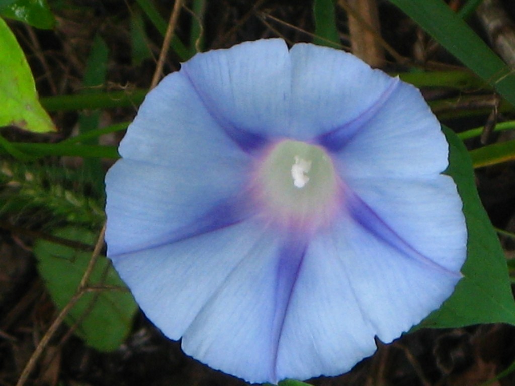 lone morning glory