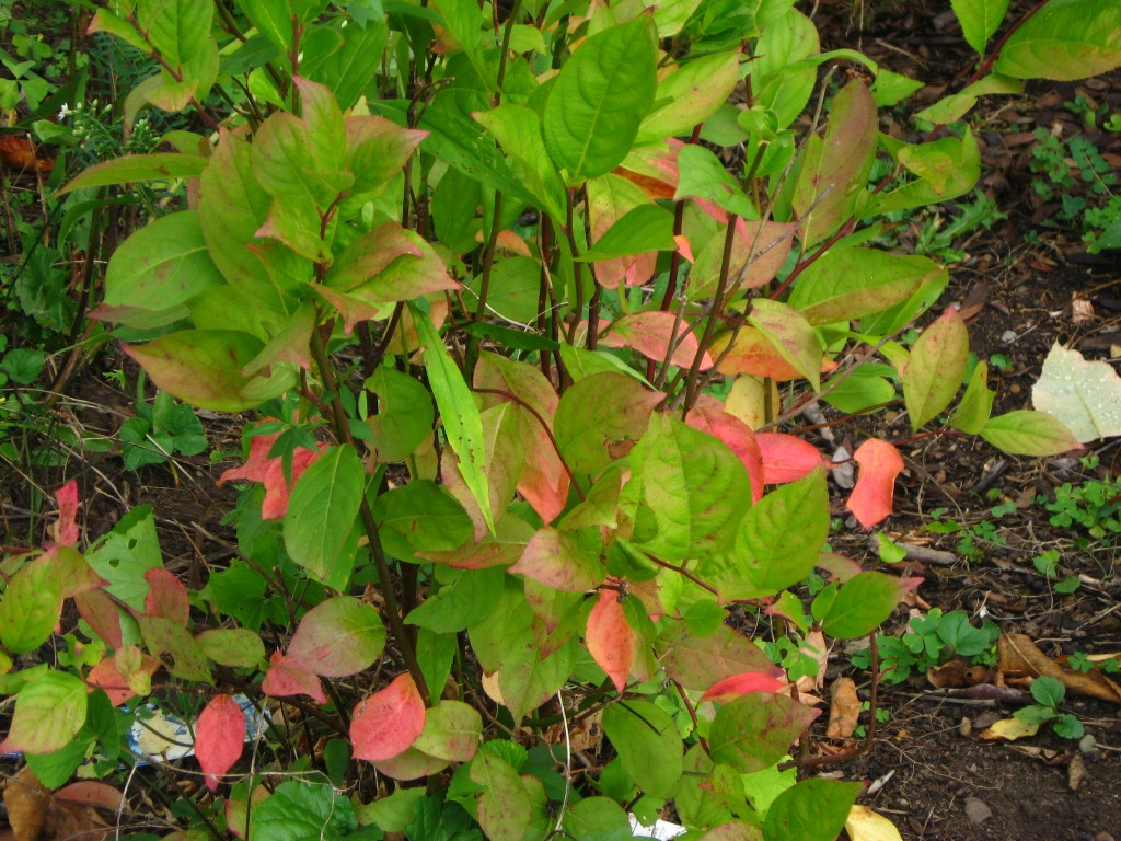 Itea virginica 'Little Henry'
