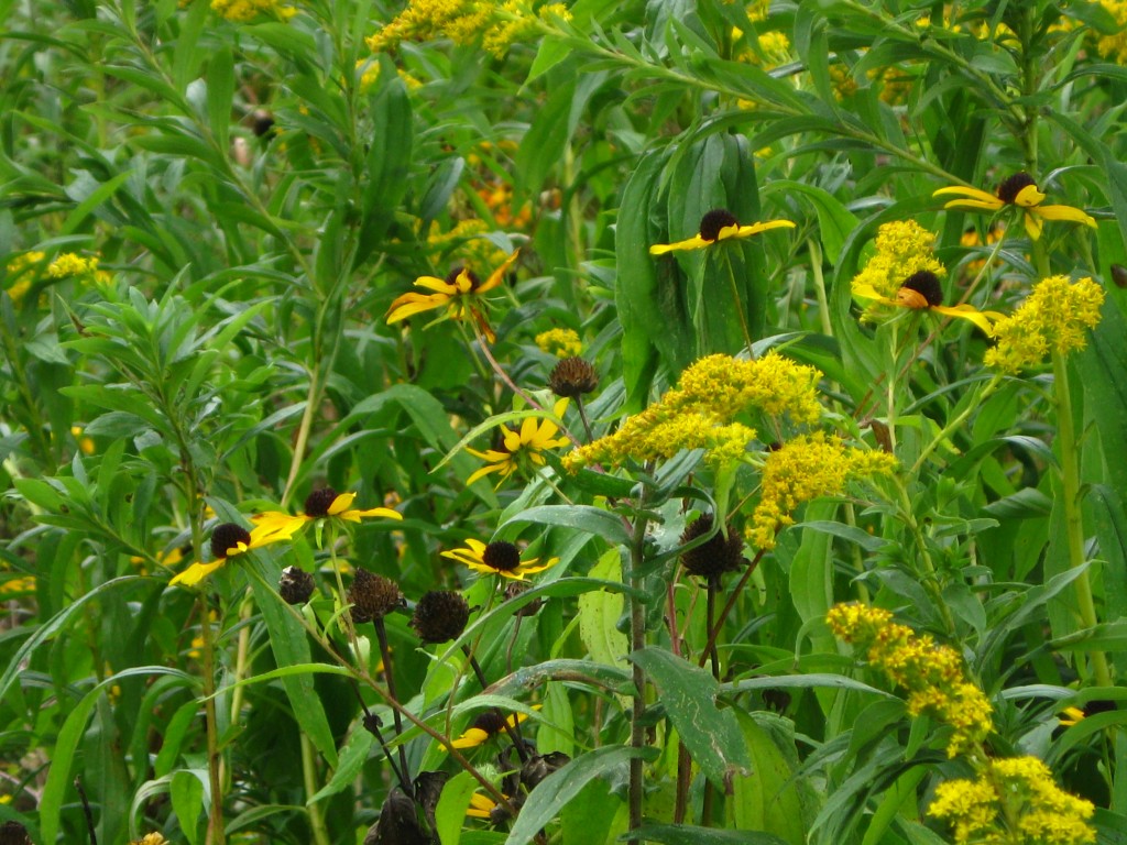 meadow rudbeckia and goldenrod