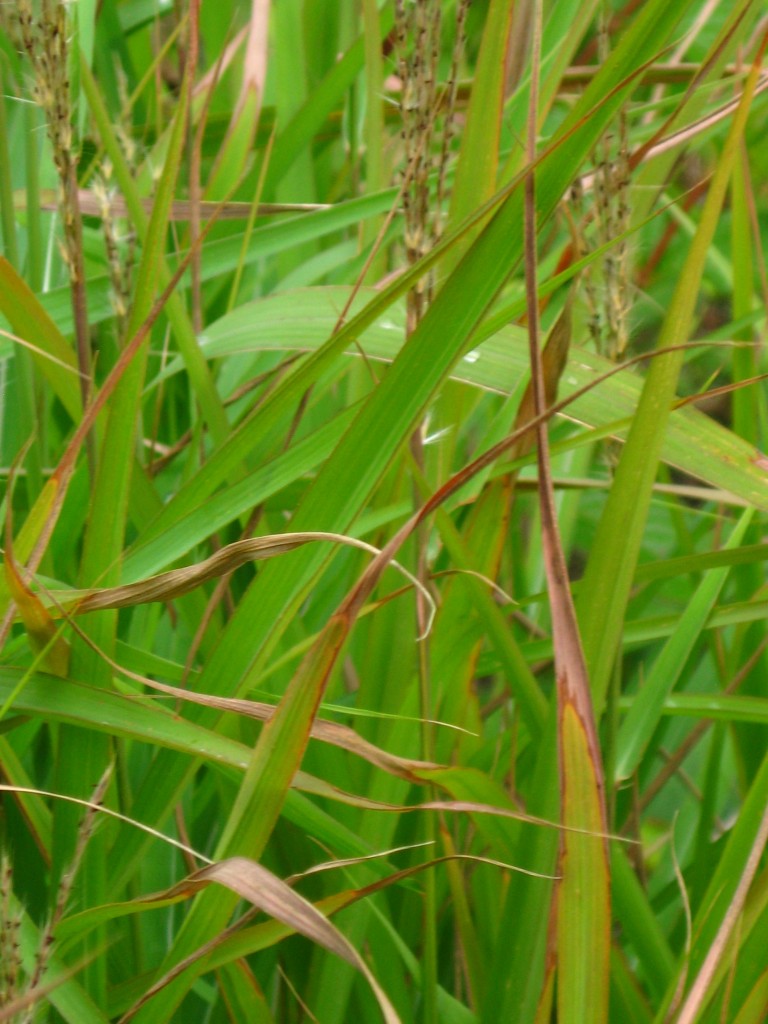 switch grass