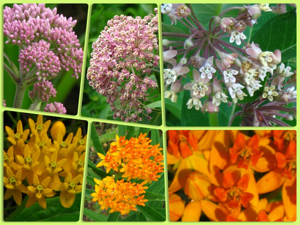 Swamp, Swamp, Common (top) and Butterfly weed flowers (bottom)