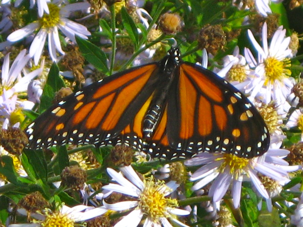 monarch in fall
