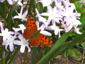 Question Mark in early spring