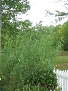 tall Helianthus maximiliani