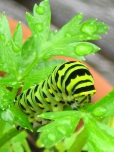 Eastern Black Swallowtail on parsley