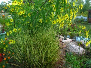 helianthus pond side