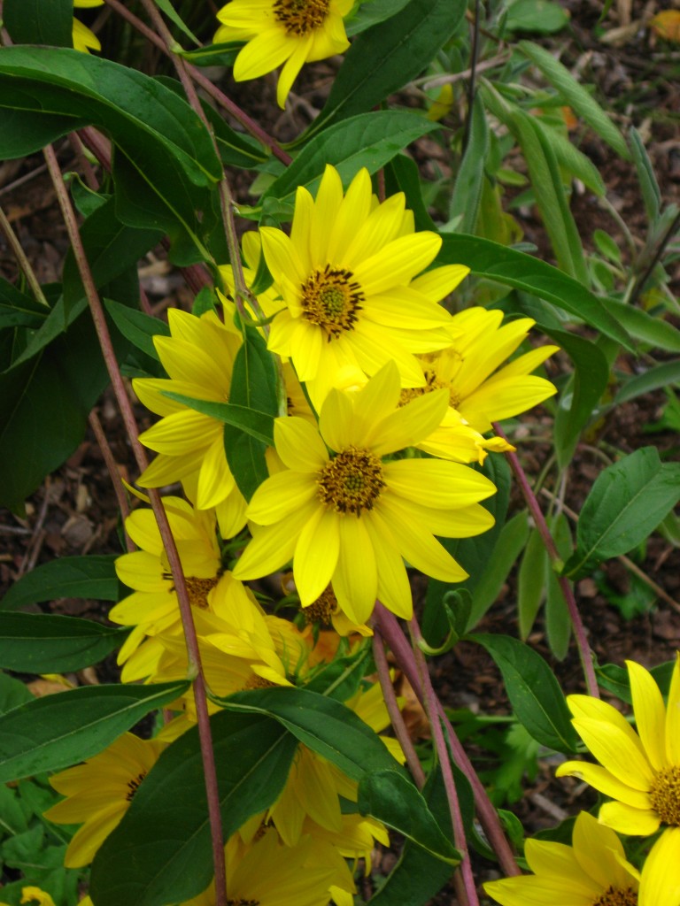 shorter Helianthus bending over