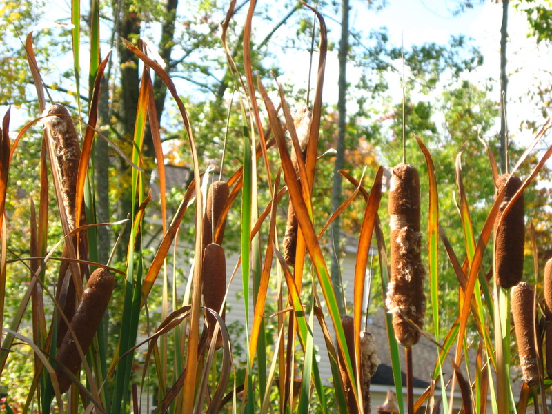 cattails in late summer and fall