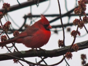 male Cardinal DSCN0607