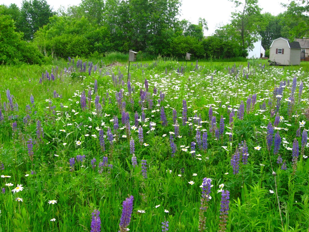 Designing a Dreamy Wildflower Garden You Can Maintain