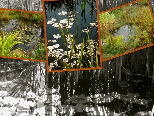 reflections collage – Gardens Eye View