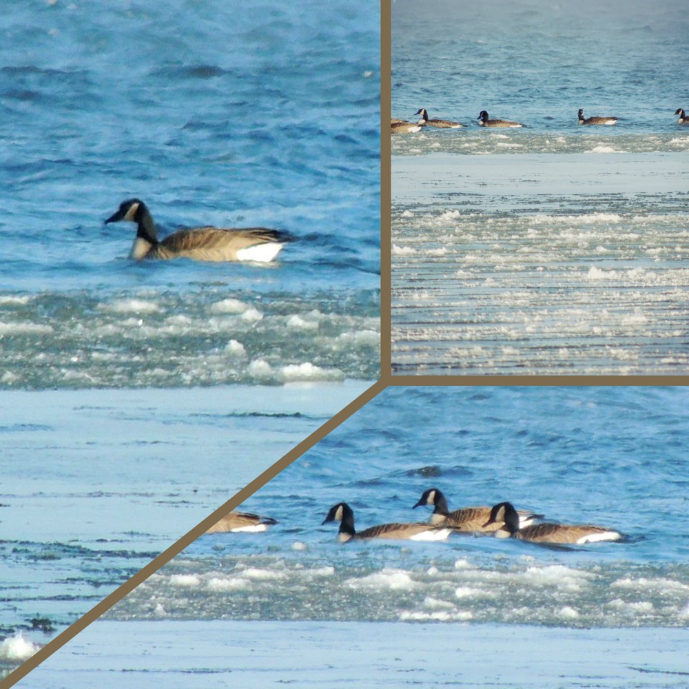 more geese collage – Gardens Eye View